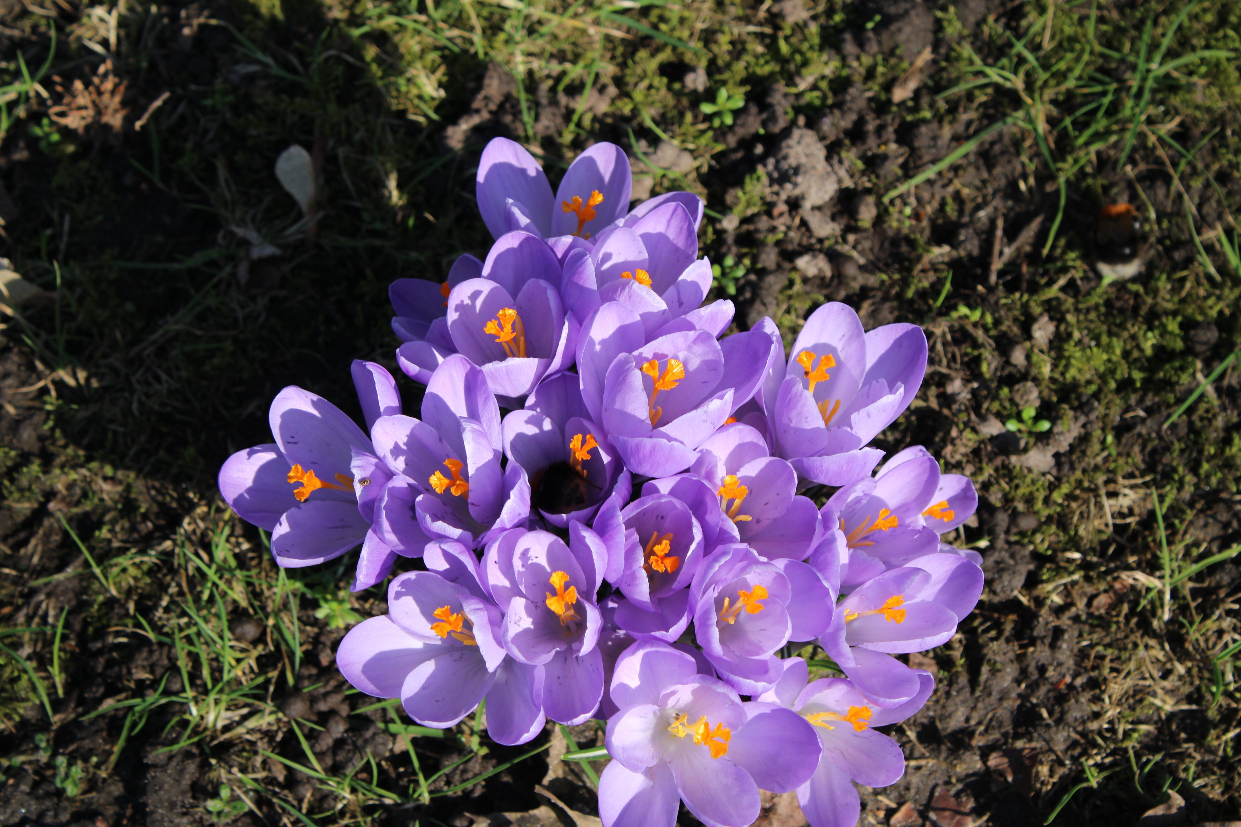 Frühlingsblumen